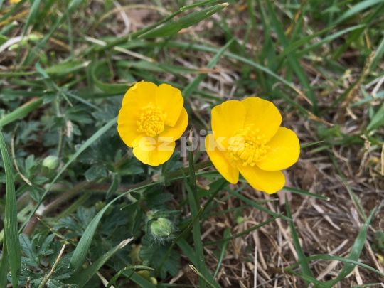 Wild Flowers