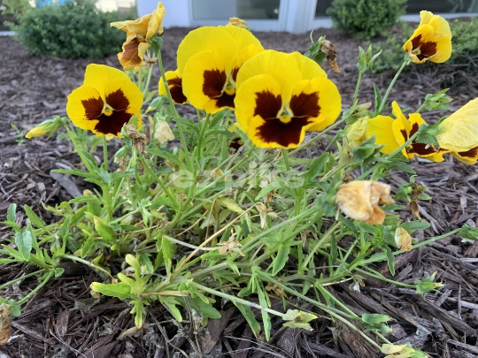 Wild Flowers