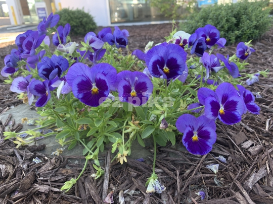 Wild Flowers