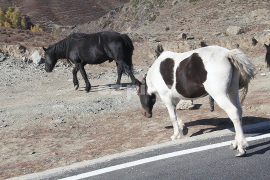 Wild Horses