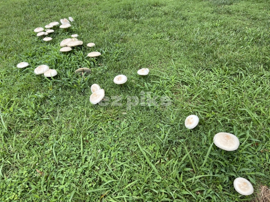 Wild Mushroom