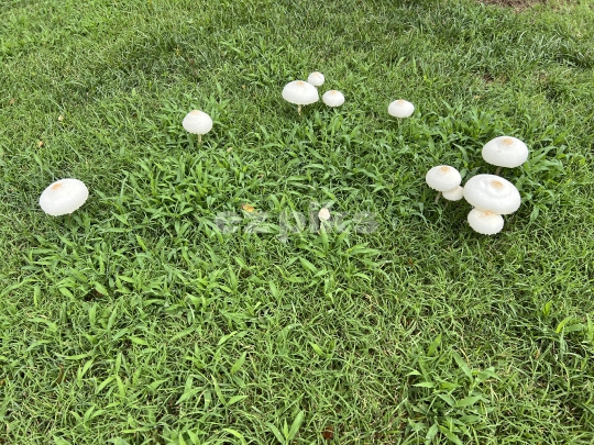 Wild Mushroom