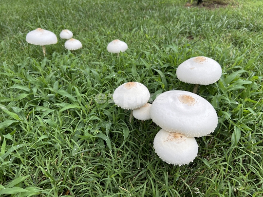 Wild Mushroom