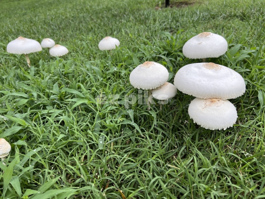 Wild Mushroom