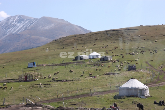 Xinjiang herders