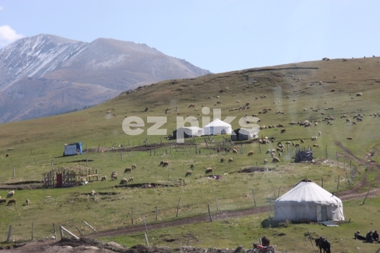 Xinjiang herders